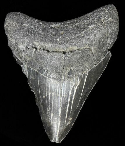 Serrated, Fossil Megalodon Tooth - Georgia #66516